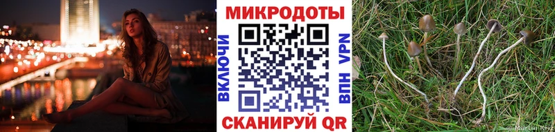 Галлюциногенные грибы Psilocybe  Купить закладки  Карабулак